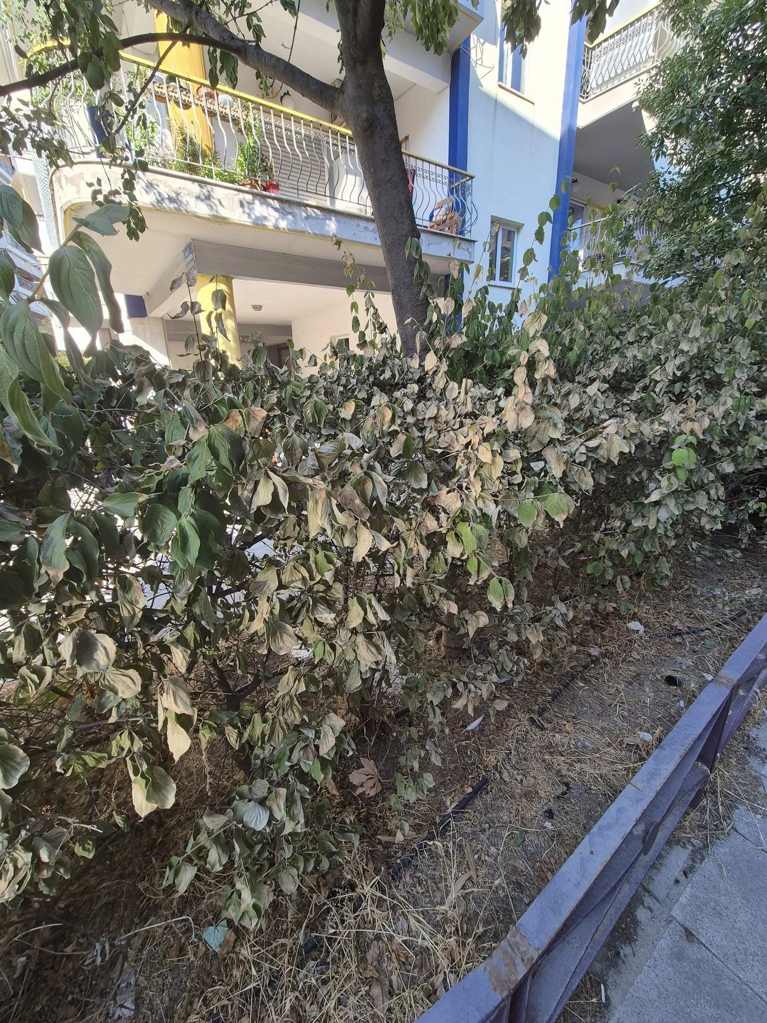 serres-ksera-xorta-dimos-serron3.jpg serres-ksera-xorta-dimos-serron3.jpg