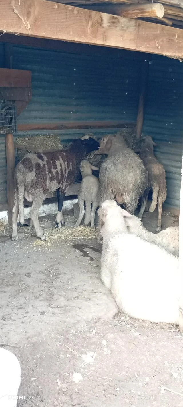 sintiki-provata3.jpg?v=0