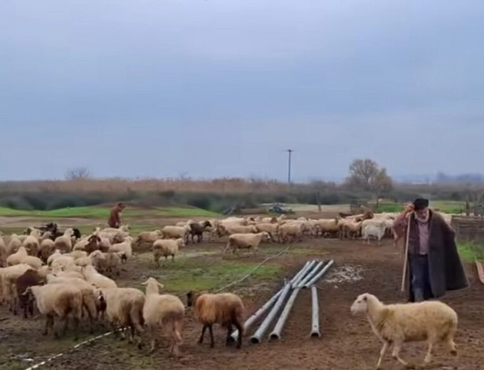 Αγροτικές κινητοποιήσεις - Εγκεφαλικό υπέστη ο εκτροφέας της φυλής Ρουμλουκίου: «Τα φύλαξα από ζέστη, από κρύο, από λύκους»