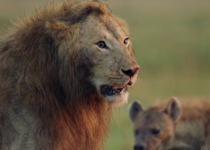 ΒΙΝΤΕΟ: ΛΙΟΝΤΑΡΙ ΜΑΧΕΤΑΙ ΕΝΑΝΤΙΑ ΣΕ 20 ΥΑΙΝΕΣ!