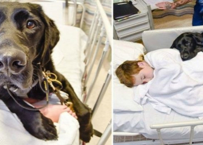 Ο Σκύλος του αρνήθηκε να τον Αφήσει Μόνο του στο Χειρουργείο