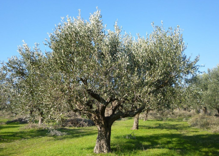 Η Π.Ε Σερρών ενημερώνει για την Αντιμετώπιση εντόμων και ασθενειών στις καλλιέργειες  της ελιάς και της αμπέλου