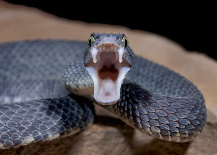 Ρίχνουν τα φίδια από ελικόπτερα; Η πραγματικότητα για τα δηλητηριώδη ερπετά στην Ελλάδα