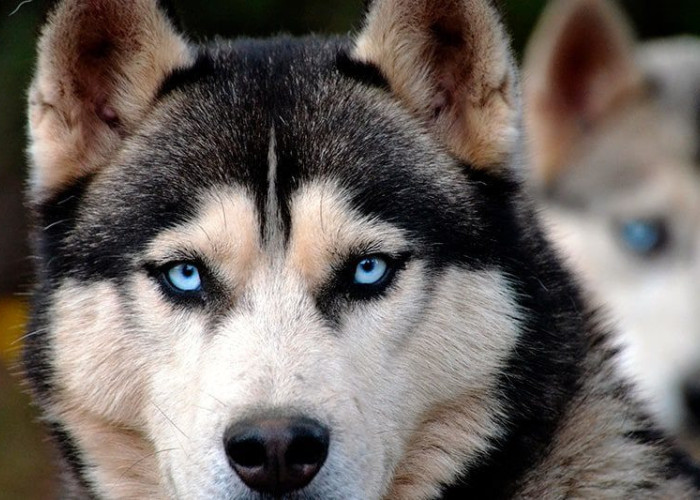 Μελέτη: Γονιδιακή θεραπεία για την τύφλωση σε σκύλους δίνει ελπίδες και για τους ανθρώπους