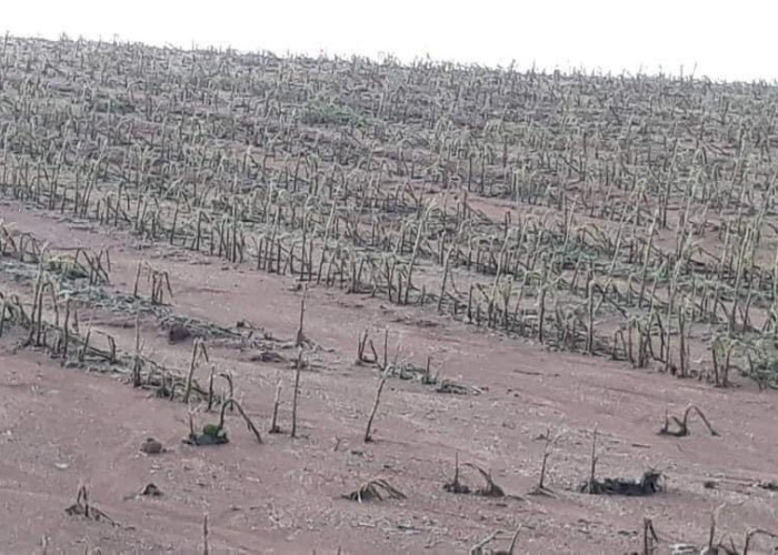 Σε Ν.Ζίχνη και Αμφίπολη: Ολοκληρωτική η καταστροφή για τους αγρότες