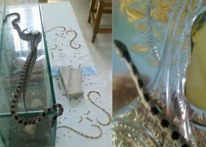 Η ιστορία πίσω από το θαύμα με τα φιδάκια της Παναγίας, που συμβαίνει συγκεκριμένες ημέρες κάθε χρόνο