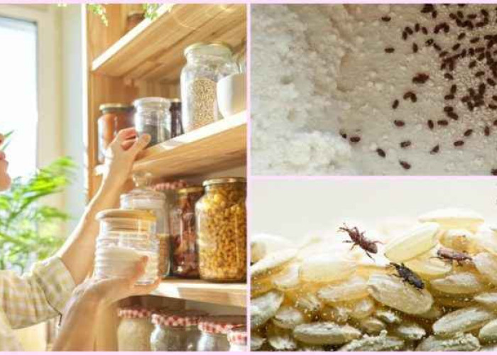 Πως θα απαλλαγείς από τα ενοχλητικά ζωύφια που εμφανίζονται στο ντουλάπι με τα τρόφιμα