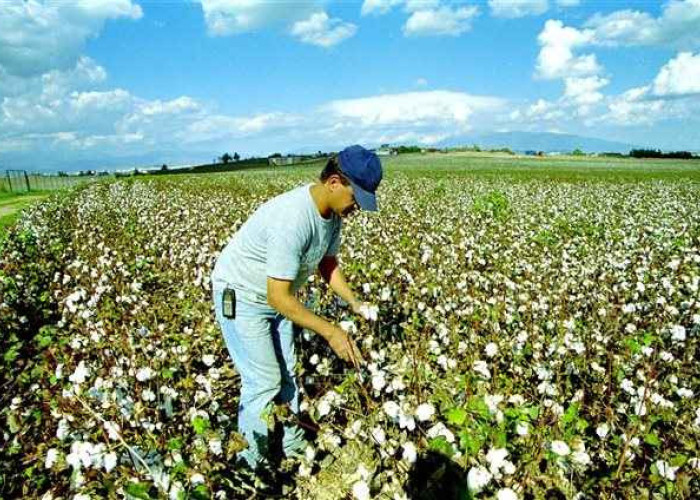 H επιδότηση στο βαμβάκι: 73,39 ευρώ το στρέμμα