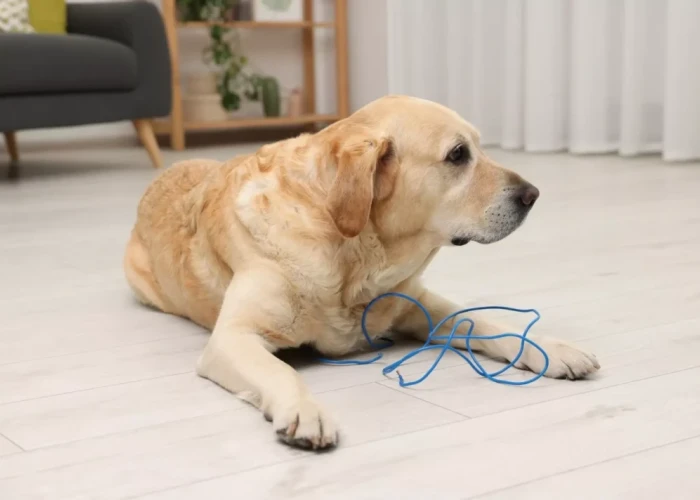 Πώς να αποτρέψετε τον σκύλο σας από το μάσημα ηλεκτρικών καλωδίων