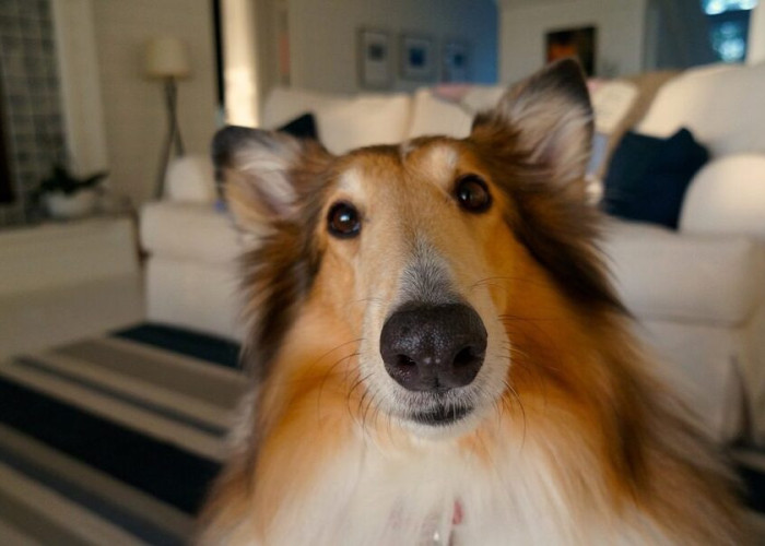 Ο σκύλος χάνει πολλή τρίχα. Πώς θα την περιορίσετε