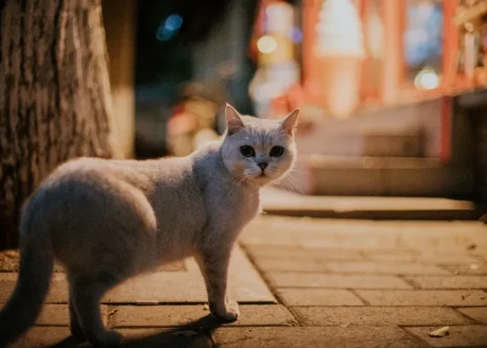 Κίνα: Διάσωση 1.000 γατών από σφαγή – Το κρέας τους θα πωλούταν ως χοιρινό κι αρνίσιο