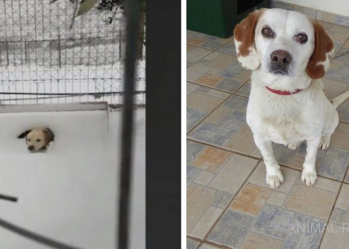 Σώθηκε σκυλάκι στην Λήμνο που το είχαν αφήσει δεμένο μέσα στο χιόνι