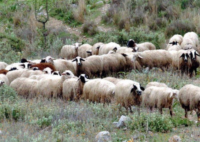 Για την Πανώλη των μικρών μηρυκαστικών 13 σε εκμεταλλεύσεις αιγοπροβάτων στην Β.Ελλάδα