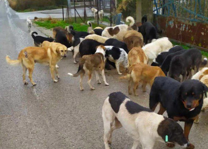 5.000.000,00 € στους δήμους για τα αδέσποτα