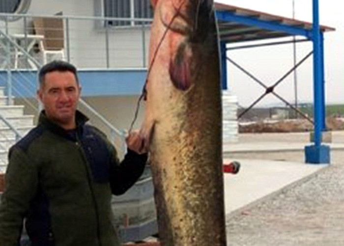 Έπιασε στον Στρυμόνα ένα ψάρι δύο και πλέον μέτρων και 65 κιλών!