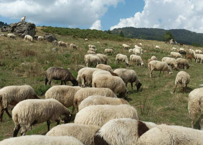 Δεύτερο κύμα αποζημιώσεων σε κτηνοτρόφους για πανώλη κι ευλογιά