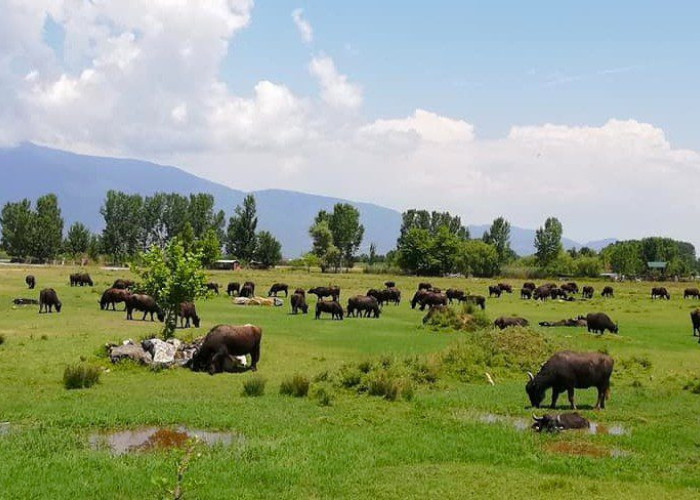 Από τον Κτηνοτροφικό Συνεταιρισμό Βουβαλοτρόφων επιστημονική ημερίδα στην Κερκίνη