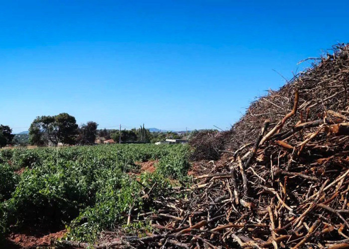 Καθαρισμός οικοπέδων: Μέχρι 30 Απριλίου η διορία – Τα πρόστιμα