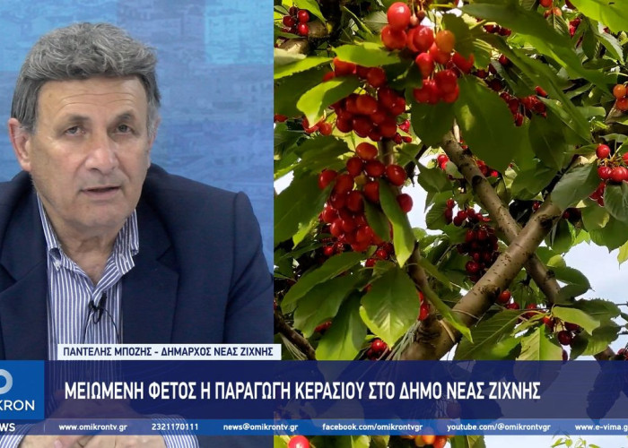 Μειωμένη φέτος η παραγωγή κερασιού στο Δήμο Νέας Ζίχνης