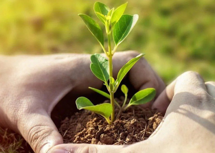 Τηλεδιάσκεψη “75UN – 75 Trees UNAI SDG7” με εκπρόσωπο της ΚΕΔΕ και τα Φυτώρια Κωνσταντινίδη για την φύτευση Δέντρων