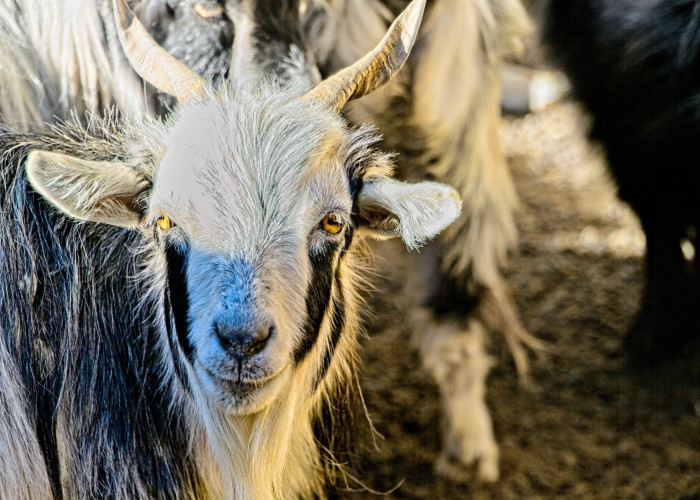 Οι… κατσίκες απειλούν ιταλικό νησί περισσότερο και από το ηφαίστειό του