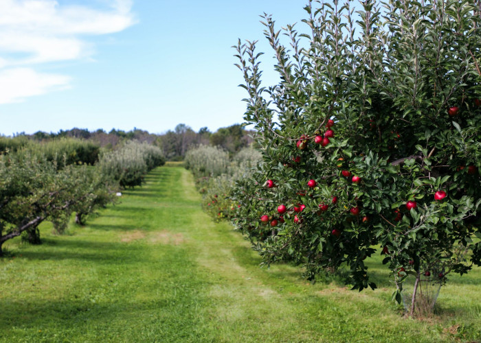 Οι αδερφοί Καλούδη από το Ροδολίβος «άφησαν» την Αστυνομία για την καλλιέργεια φρούτων