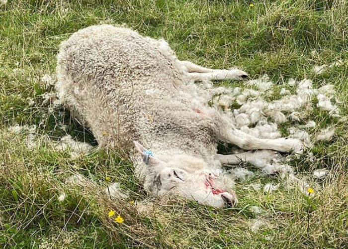 Εντατικοί έλεγχοι και νέες συλλήψεις για παραβίαση μέτρων πρόληψης ζωονόσων