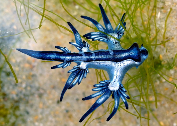 Ισπανία: Κλείνουν παραλίες λόγω «μπλε δράκων» – Τι είναι αυτά τα δηλητηριώδη πλάσματα