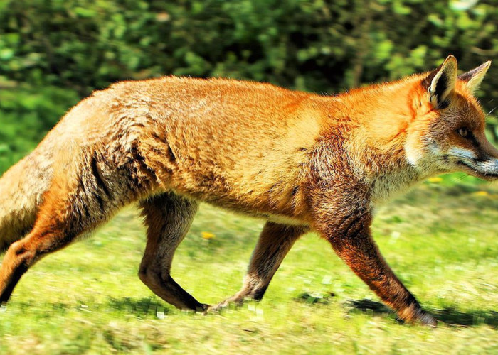 Ξεκινά η εμβολιαστική αντιλυσσική εκστρατεία Φθινοπώρου 2025