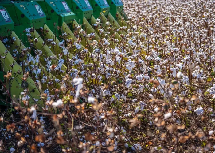 ΠΕ Σερρών -Ενημέρωσή κατάλληλων καλλιεργητικών πρακτικών για το βαμβάκι