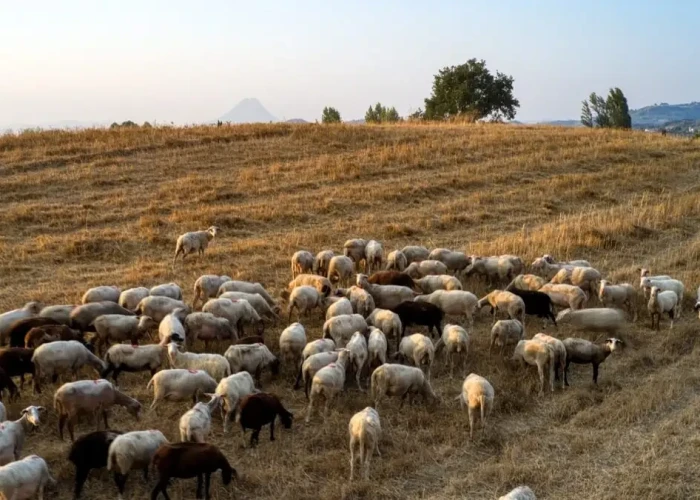 Σέρρες - Για την ευλογιά των αιγοπροβάτων θέμα χρόνου το lockdown