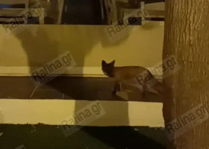 Ραφήνα: Τραυματισμένο αλεπουδάκι αναζητά τροφή στην κεντρική πλατεία