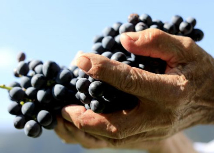 Τεράστια επιτυχία για την γιορτή τρύγου στο Νέο Σούλι