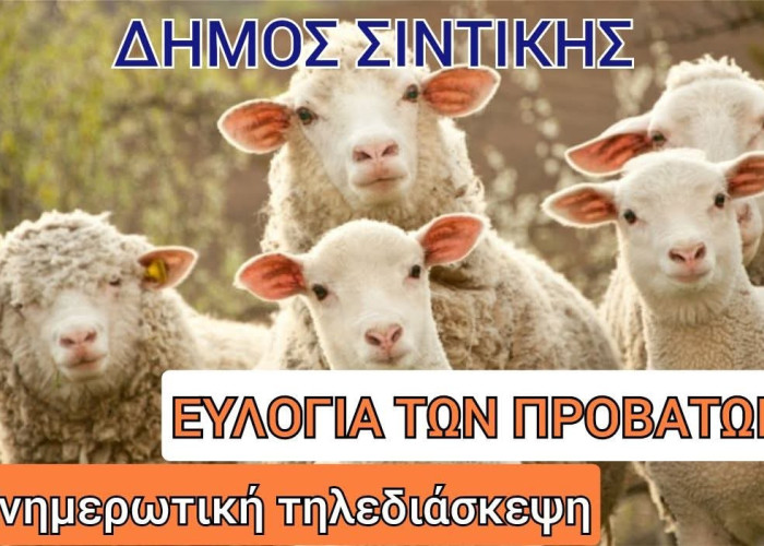 Ευλογιά των Προβάτων: ενημερωτική τηλεδιάσκεψη από το Δήμο Σιντικής