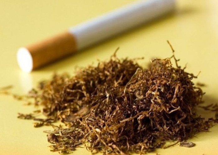 ΑΑΔΕ: Σοκαριστικά ευρήματα σε αναλύσεις παράνομων καπνικών προϊόντων – Περιττώματα ζώων, νύχια και μούχλα