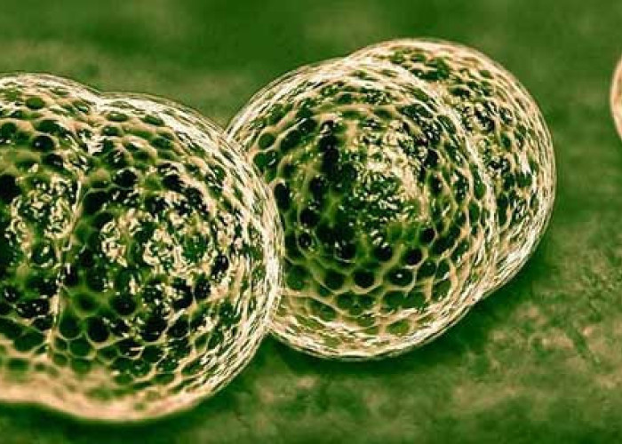 Κρούσμα μηνιγγίτιδας στο ΠΑΓΝΗ: 20χρονος νοσηλεύεται στην παθολογική κλινική