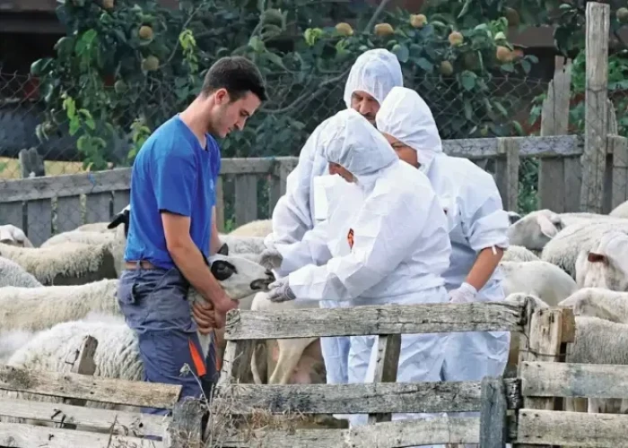 Θεσσαλονίκη: Πάνω από 350 εκ.€ οι ζημίες από την ευλογιά στους 14 μήνες