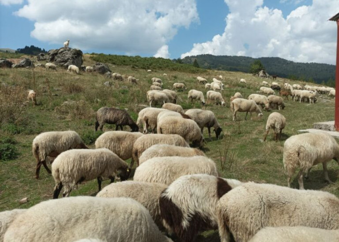 Παρέμβαση για την κρίση που προκαλεί η ευλογιά στα αιγοπρόβατα από τον Θεόφιλο Λεονταρίδη