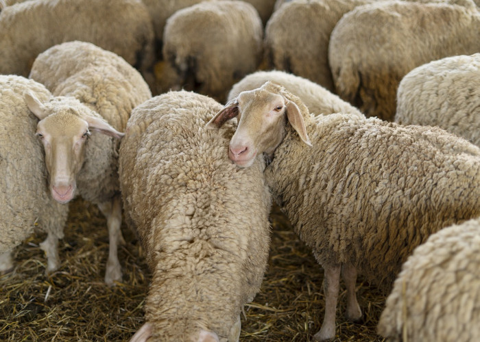 ΕΕΕΔΕΕ - Ευλογιά: Η μοναδική σωστή στρατηγική για την αντιμετώπιση του προβλήματος παραμένει η αυστηρή τήρηση μέτρων βιοασφάλειας