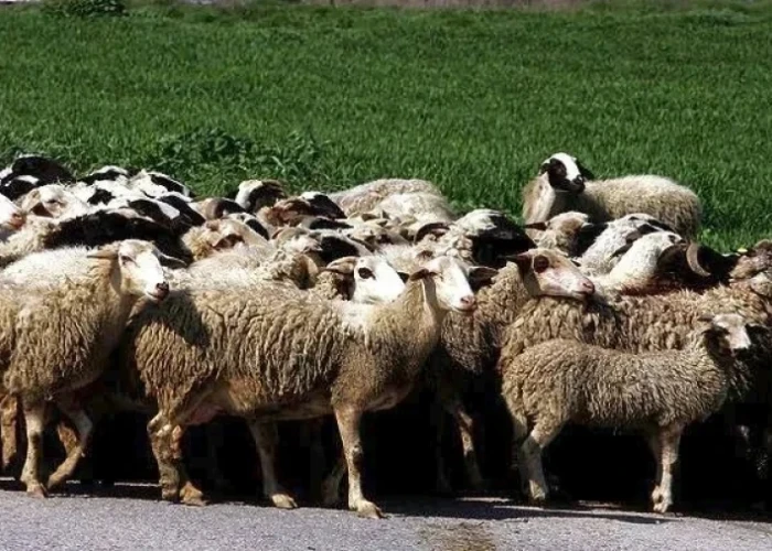 Επιπλέον 50 εκ. ευρώ σε κτηνοτρόφους για αποζημιώσεις και απώλεια εισοδήματος