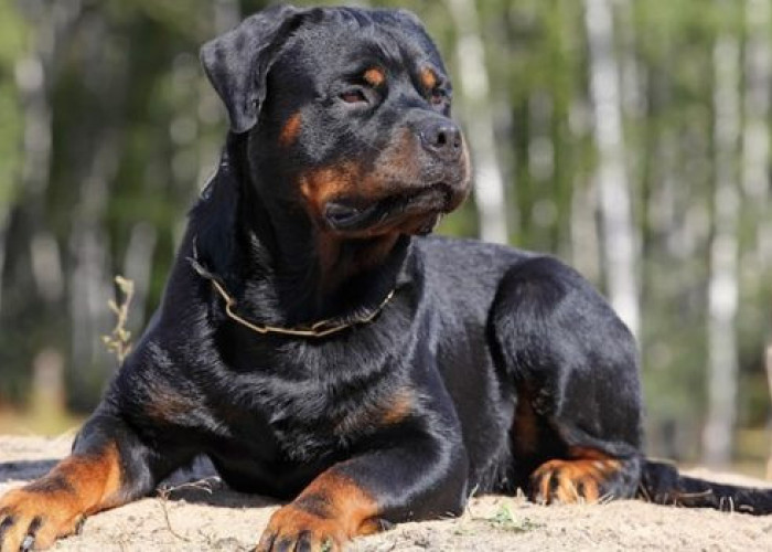 Ροτβάιλερ επιτέθηκε και τραυμάτισε πολίτη στην Καλαμάτα - Αστυνομικός πυροβόλησε και σκότωσε τον σκύλο