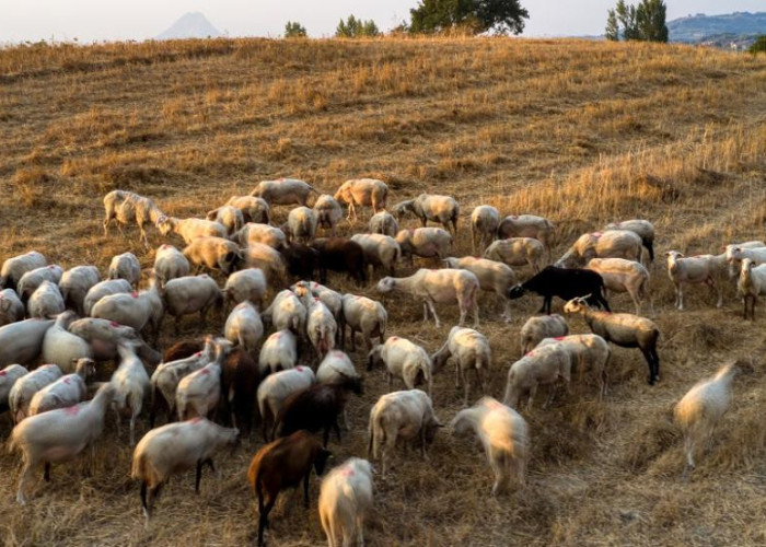 Νέα έκτακτη στήριξη των κτηνοτρόφων λόγω ζωονόσων ύψους 56 εκατ. €