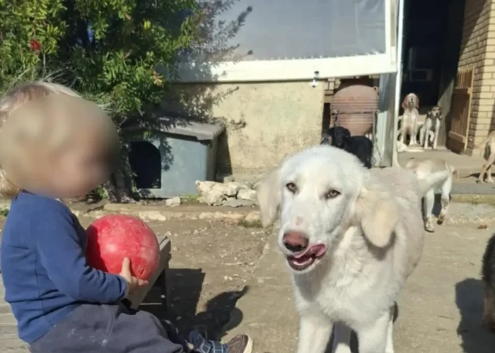 Ζάκυνθος: «Τον έχασα 30 δευτερόλεπτα από τα μάτια μου», λέει ο πατέρας του 2χρονου που σκοτώθηκε από πίτμπουλ