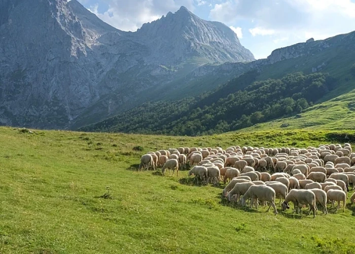 ΠΟΓΕΔΥ- Με την νέα ΚΥΑ των βοσκοτόπων δημιουργείται μια νέα “τεχνική λύση”