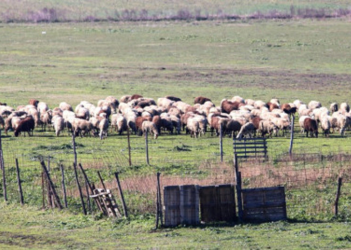 Άρχισαν συλλήψεις για παραβίαση των μέτρων βιοασφάλειας για την ευλογιά των αιγοπροβάτων -Σε έξαρση η ζωονόσος στις Σέρρες