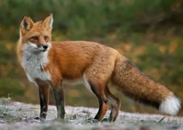 Έναρξη του προγράμματος ενεργητικής επιτήρησης της λύσσας