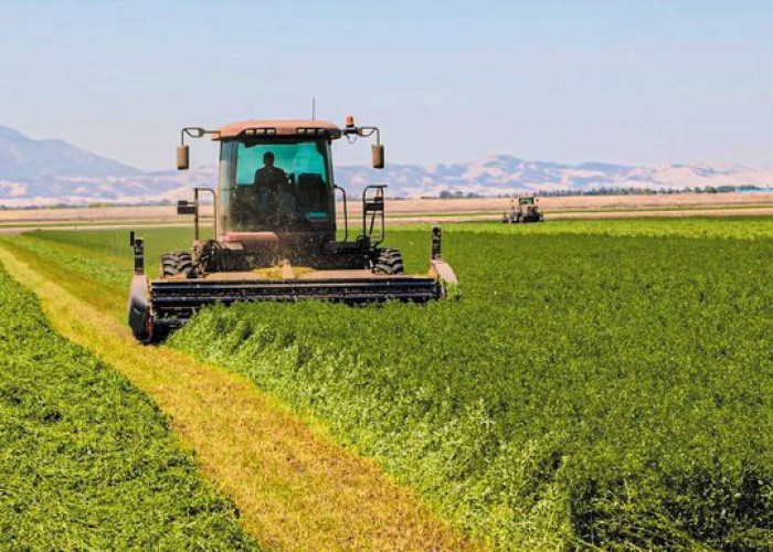 Ενισχύσεις de minimis ύψους 2,1 εκατ. ευρώ σε παραγωγούς μηδικής στον Έβρο και βιομηχανικής τομάτας στην Ημαθία