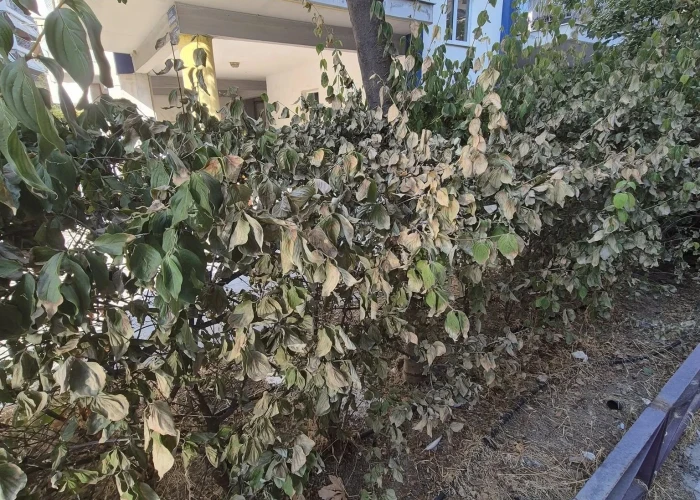 Δήμος Σερρών: Εργασίες κοπής δένδρων και προσωρινές κυκλοφοριακές ρυθμίσεις στην οδό Γεωργίου Παπανδρέου