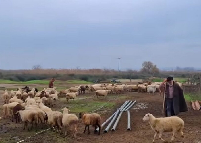 Αγροτικές κινητοποιήσεις - Εγκεφαλικό υπέστη ο εκτροφέας της φυλής Ρουμλουκίου: «Τα φύλαξα από ζέστη, από κρύο, από λύκους»