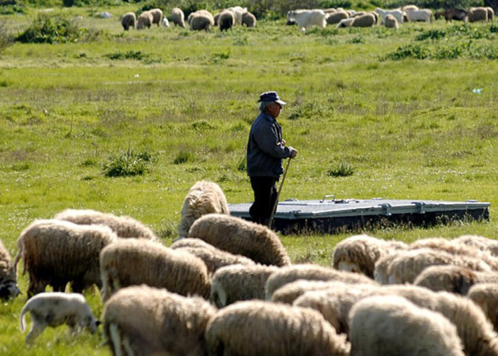 Η πορεία της ευλογιάς από τον Αύγουστο 2024 - έχουν θανατωθεί 433.229 ζώα - 80 νέα κρούσματα
